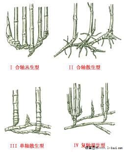 竹子的根系|毛竹等3个竹种的根系分布特征及其林地土壤抗冲性比较研究